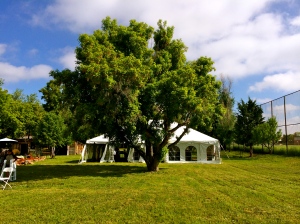 Wedding tent with tree